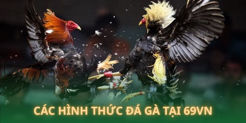 Các hình thức đá gà được săn đón tại 69VN